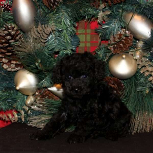 Quim, Miniature Poodle Puppy